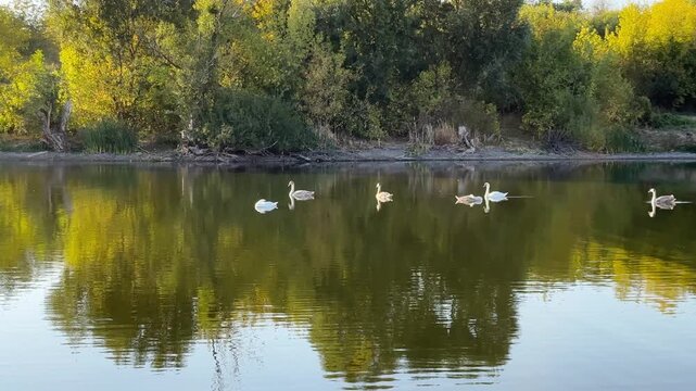 Beautiful swans floating at lake on summer day. Golden light reflects from water surface creating soft shimmering highlights around birds. The scene conveys serenity and peaceful beauty of nature