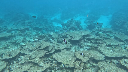 Obraz premium Luxury resort photo of Maldives snorkeling. Tropical paradise islands with exotic fish under wave of clear water on seabed azure Indian Ocean with coral reef.