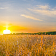 Fototapeta premium summer wheat field at the dramatic sunset
