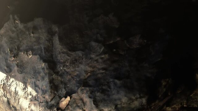 The ground shows signs of a recent fire in a forest. Dark charred areas mix with leaves and debris. Sunlight filters through trees, creating shadows on the burned surface.