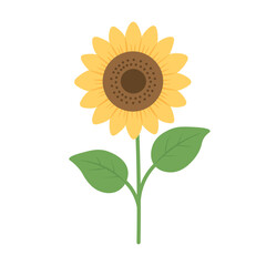 Fototapeta premium Cute flat vector sunflower with green leaves isolated on white background.
