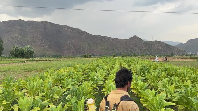 A diligent farmer spraying an expansive tobacco field to protect the crisp green crops from harmful insect pests