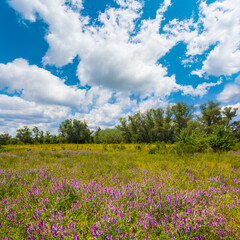 summer forest glade  covered by wild flowers © Yuriy Kulik