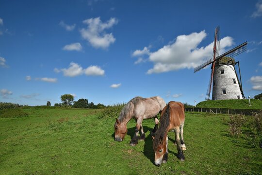Landscape with scenic view of Ardennais horses grazing in the countryside of Schellemolen on the banks of Damse Vaart on the north-east of Bruges in West Flanders, Belgium.
