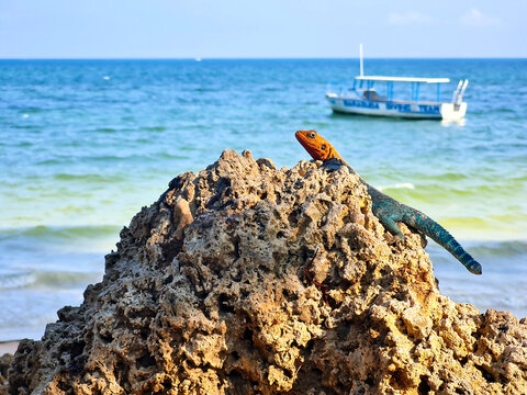Red headed agama lizard on coral rock with Indian Ocean and traditional boat in Kenya