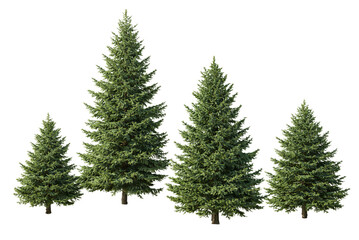 Obraz premium Collection of realistic evergreen pine trees isolated on black background, conifer forest elements for landscape design