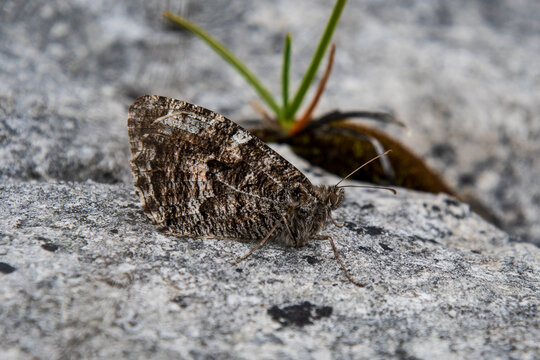 grayling butterfly