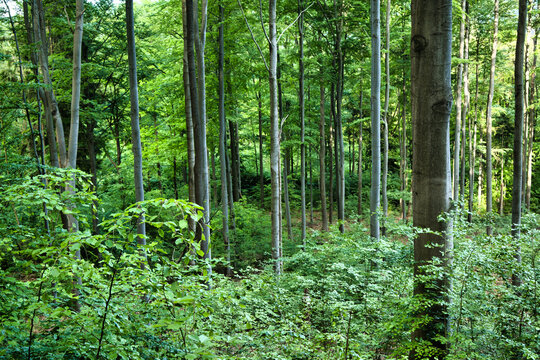 Lush early spring green forest with young tall beeches and dense undergrowth - Wałbrzych Mountains, Borowa Massif.