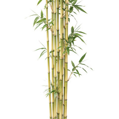 Naklejka premium A tall cluster of bamboo stalks with slender green leaves, standing upright and isolated on a black background, representing tropical nature