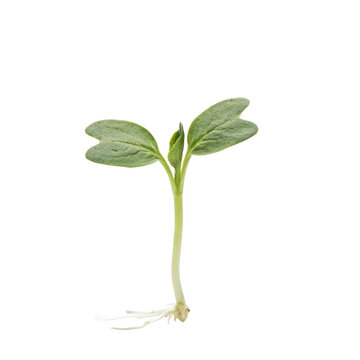 A tiny green seedling with two cotyledon leaves and exposed white roots, isolated on a white background, symbolizing germination and life