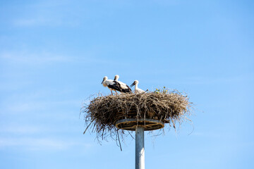 Fototapeta premium White stork family resting in a large nest on elevated nesting platform
