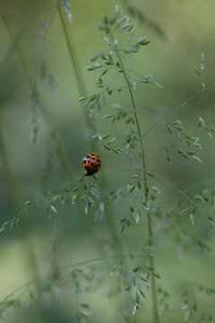 Asian lady beetle resting on delicate meadow grass seed head
