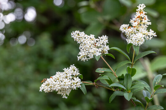 White privet blossoms with hovering hoverfly in natural garden habitat