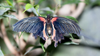 butterfly on a leaf © lazalnik
