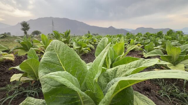 A mobile phone records video of heavy rain falling across a lush field of growing tobacco crops