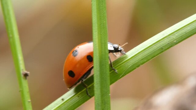 Seven-spot ladybug crawls through dense crisscrossing green grass blades and dry leaves. Soft light, Medium Shot view. Diversity and Harmony.