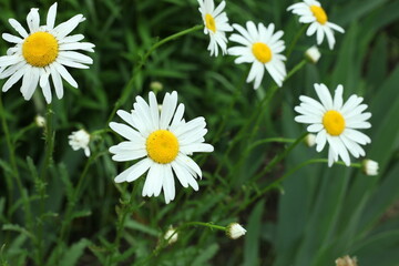 Fototapeta premium daisies in the grass
