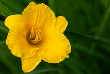 Liliowiec ogrodowy (Hemerocallis). Daylily. © tom