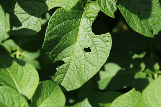 Potato leaf damaged by Colorado potato beetle infestation