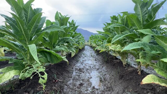 A mobile phone records video of heavy rain falling across a lush field of growing tobacco crops