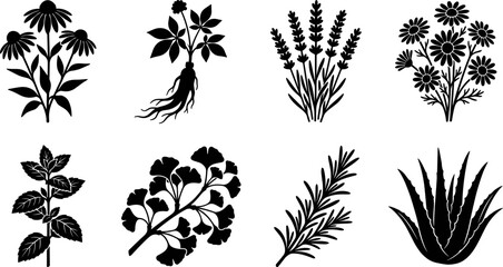 Medicinal herbs silhouette set including echinacea ginseng lavender chamomile mint ginkgo rosemary and aloe vera © Utpal