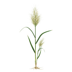 Obraz premium Tall ornamental grass plant with two white feathery plumes and visible roots isolated on a white background, for landscape architecture
