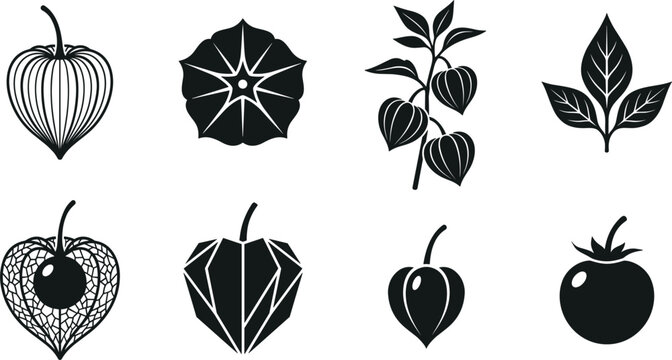 Physalis vector silhouette icon set with cape gooseberry fruits husks leaves branch and flower for botanical design