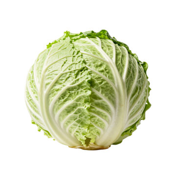 Fresh green cabbage with layers of leaves is displayed on a white surface