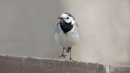 great tit parus major © lazalnik