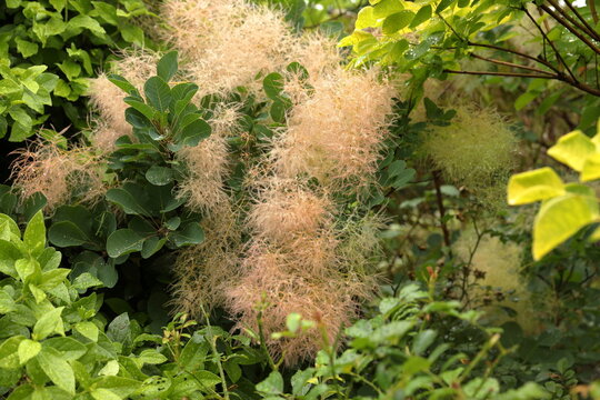 雨上がりのスモークツリーに輝く水滴 初夏の自然風景 / Water droplets on smoke tree after rain in early summer