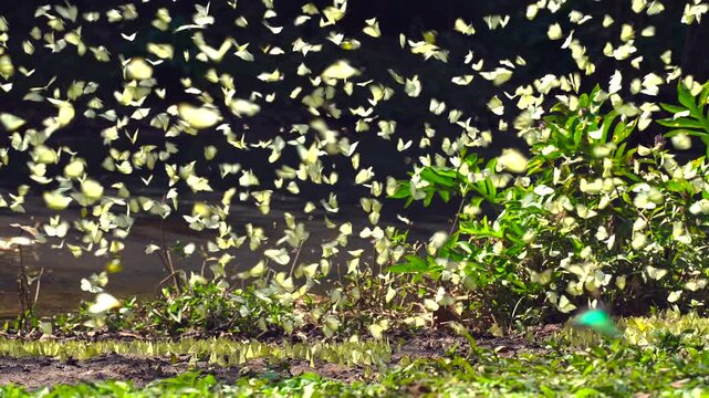 A group of beautiful yellow butterflies flying and perched to eat food and mineral water on the floor outdoors in the natural forest. Beauty in nature of butterfly species in Thailand in the wildlife.