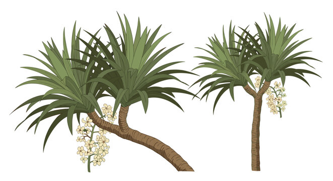 Detailed vector artwork showing a dracaena tree with thick gnarled trunks, clusters of sword-shaped leaves, and blooming white flower panicles.