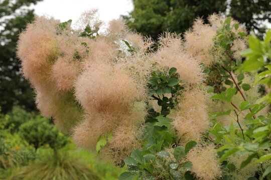 雨上がりのスモークツリーに輝く水滴 初夏の自然風景 / Water droplets on smoke tree after rain in early summer