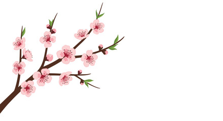 Fototapeta premium Elegant branch of pink blossoms with closed buds and tiny green leaves extends from the left side on a white background.