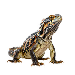 Fototapeta premium Detailed depiction of an iguana with spiky scales and unique color patterns looking upwards