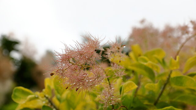 雨上がりのスモークツリーに輝く水滴 初夏の自然風景 / Water droplets on smoke tree after rain in early summer