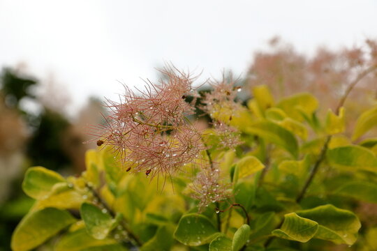 雨上がりのスモークツリーに輝く水滴 初夏の自然風景 / Water droplets on smoke tree after rain in early summer