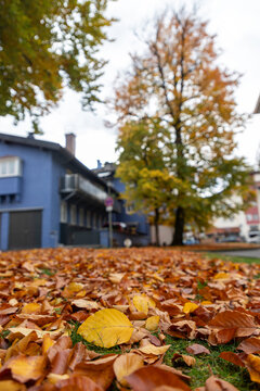 Yellow autumn leaf on fallen leaves in a quiet European town