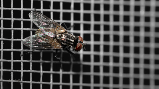 Macro photography of a housefly sitting on a window insect screen. Close up of a house fly on a mosquito net mesh texture. Domestic pest and pest control concept.