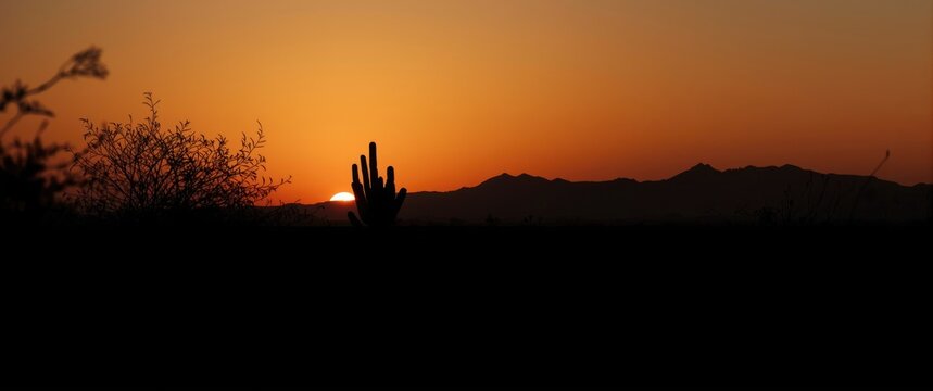 Cactus silhouette against a vibrant desert sunset