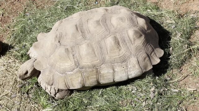 Large Tortoise Resting on Grass and Dirt with Detailed Textured Shell