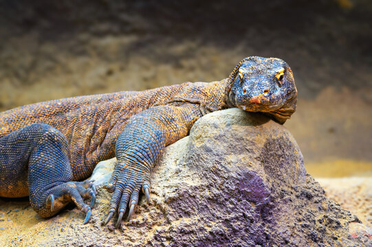 Close-up of a Komodo dragon resting on a rock, showing detailed scales, claws, and textured skin in a naturalistic setting.