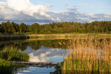 Obraz premium Scenic lake with reed beds and forest reflected in water