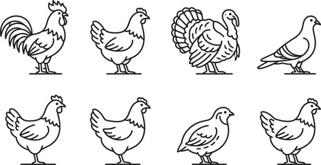 Fototapeta premium Farm poultry collection rooster hen turkey and pigeon line art
