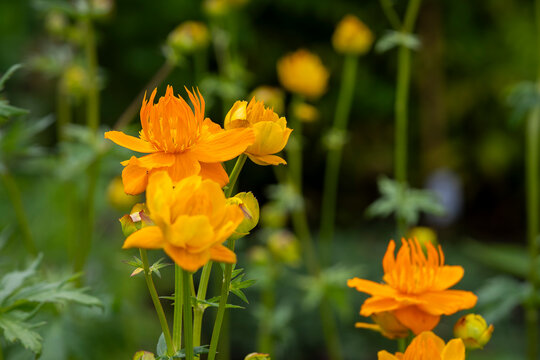Like tiny lanterns glowing in a summer garden, the Golden Queen globeflowers. Cluster of Golden Queen globeflowers (Trollius chinensis 'Golden Queen') in full bloom. 