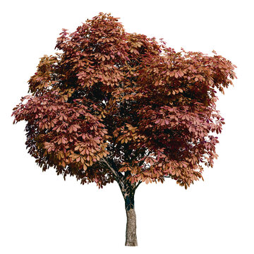 Isolated tree with transparent background. Asculus hippocastanum or the horse chestnut is a robust tree up to 25 meters high. Autumn version.	