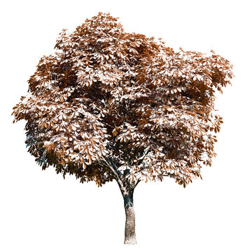 Isolated tree with transparent background. Asculus hippocastanum or the horse chestnut is a robust tree up to 25 meters high. Winter version.	