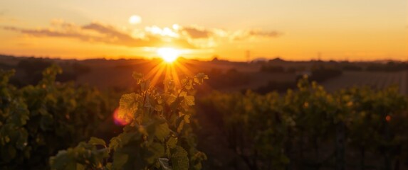 Obraz premium Sunset over vineyard with grape leaves in foreground