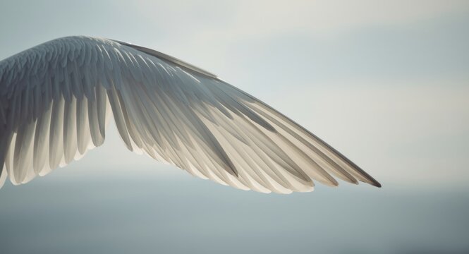 White bird wing detail against a soft blurred backdrop