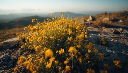 Obraz premium Sunny yellow wildflowers flourishing on stony ground in elevated terrain